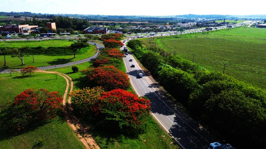 Faixa de domínio arborizada ao longo do Corredor Dom Pedro, com árvores floridas