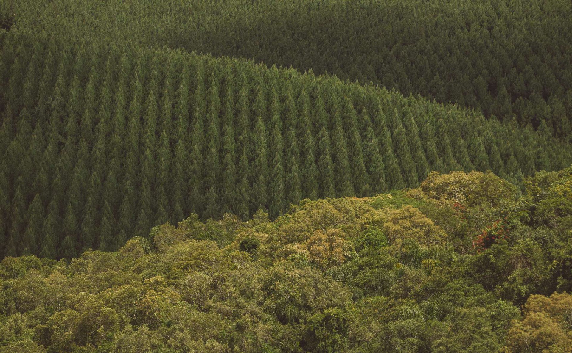 Vista aérea da floresta plantada da Águia Florestal